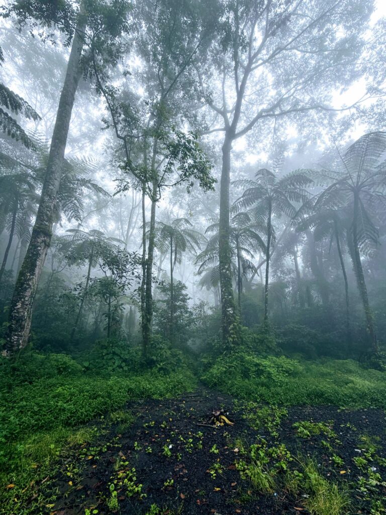 Bosque tropical húmedo con neblina