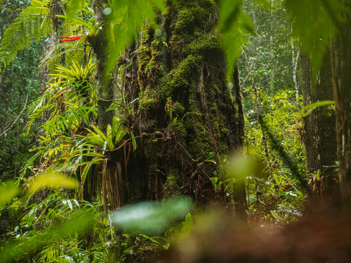 Selva tropical exuberante con follaje verde