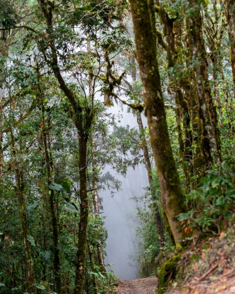Sendero con neblina en el bosque nuboso de Costa Rica