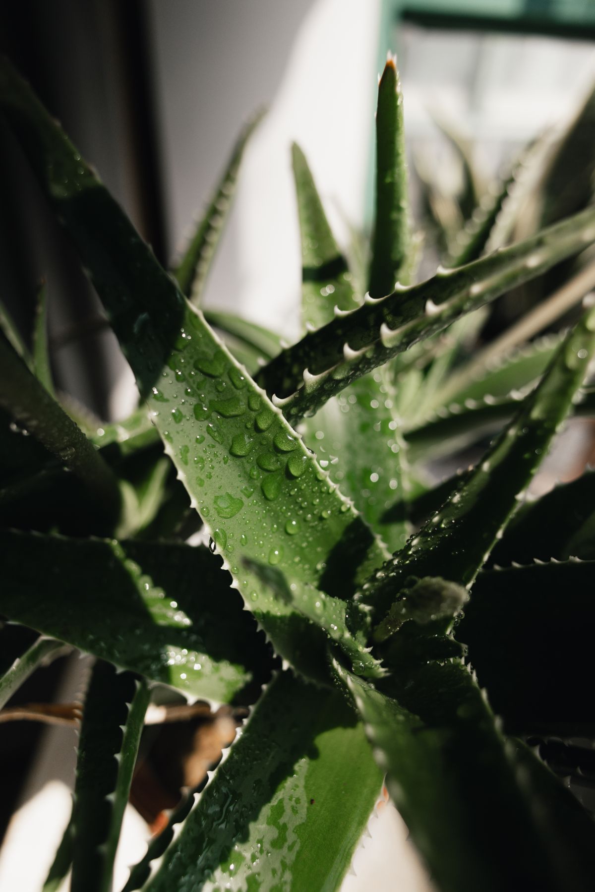 Hoja fresca con gotas de agua, textura natural